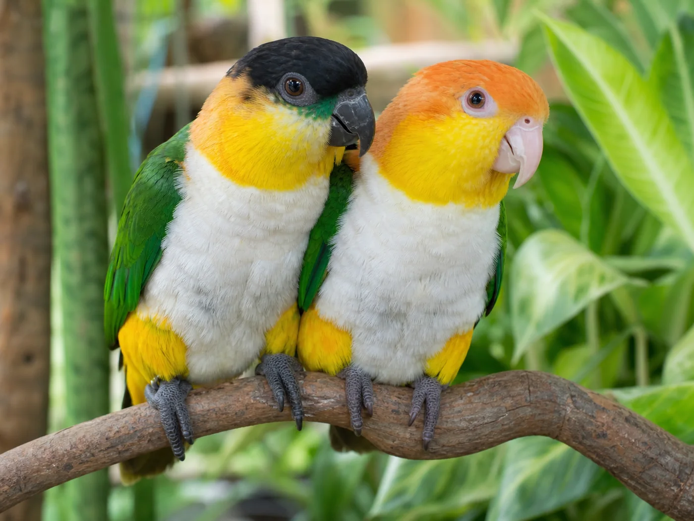 Black-Headed and White-Bellied Caiques perched together