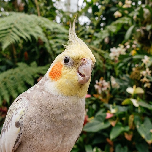 High-resolution reference visual of a Cockatiel