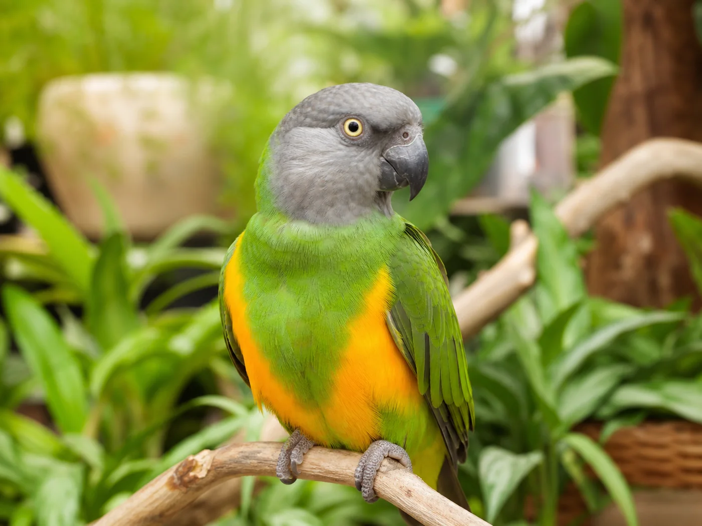 Senegal Parrot with grey head, green wings and yellow-orange chest