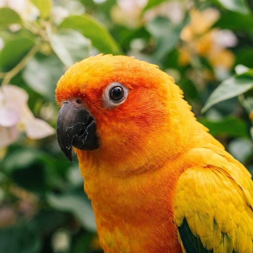 High-resolution reference visual of a Sun Conure parrot